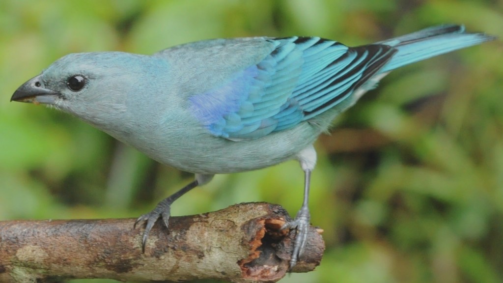 pipira azul