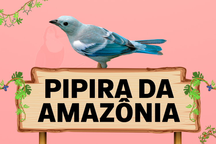 pipira da amazü0ï0nia