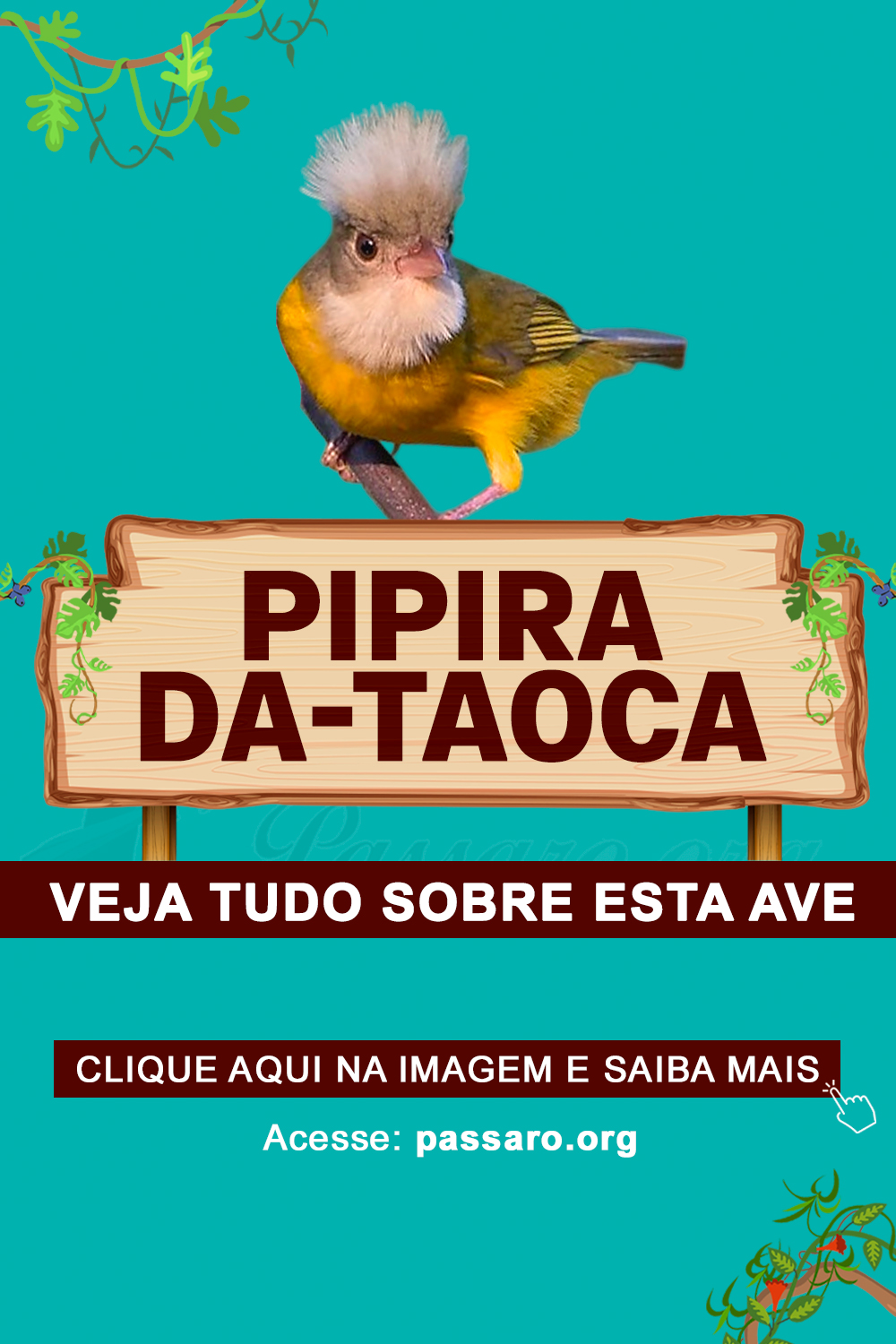 pipira da taoca