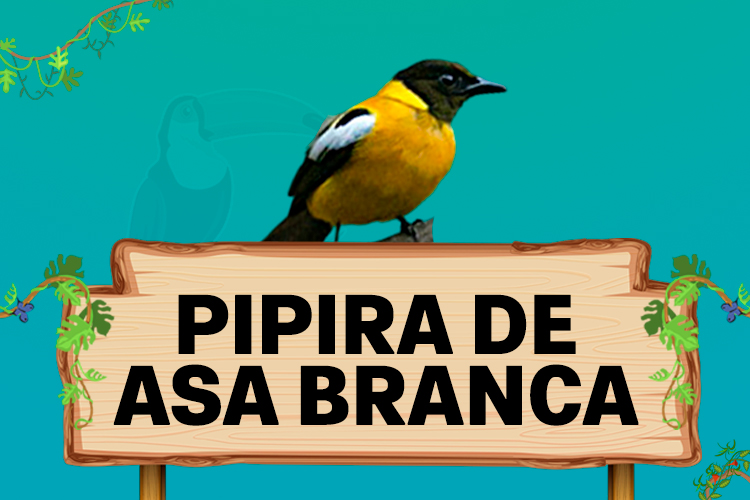 pipira de asa branca