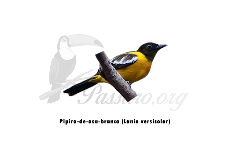 pipira de asa branca - lanio versicolor