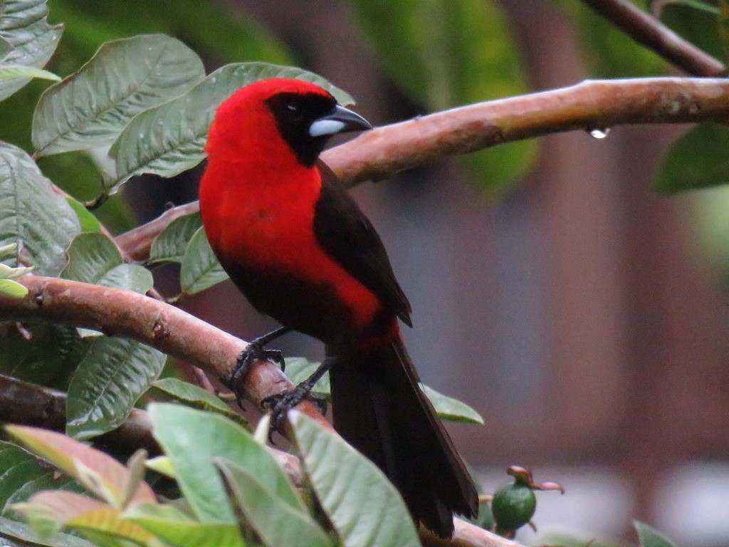 pipira-de-mascara femea