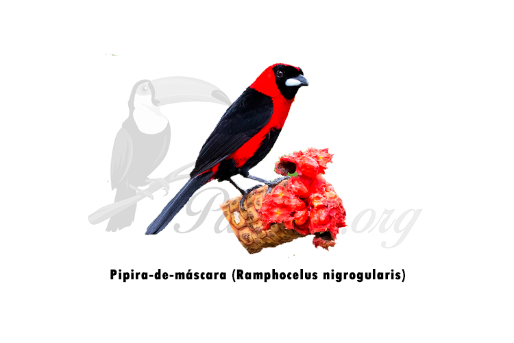 pipira de máscara - ramphocelus nigrogularis