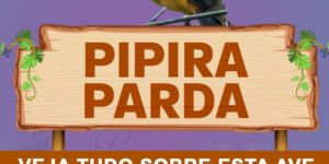 pipira parda