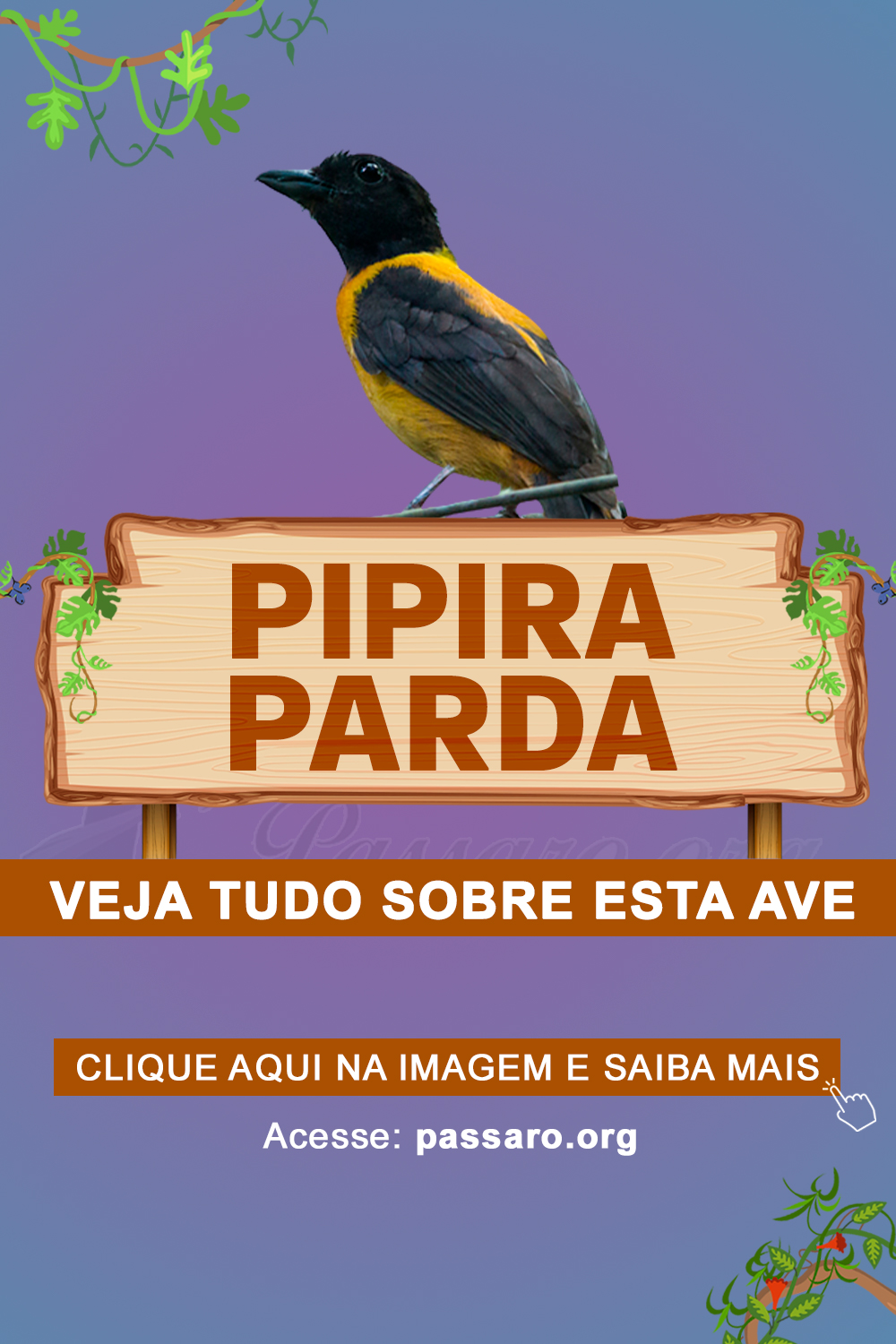 pipira parda