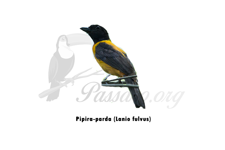 pipira parda - lanio fulvus