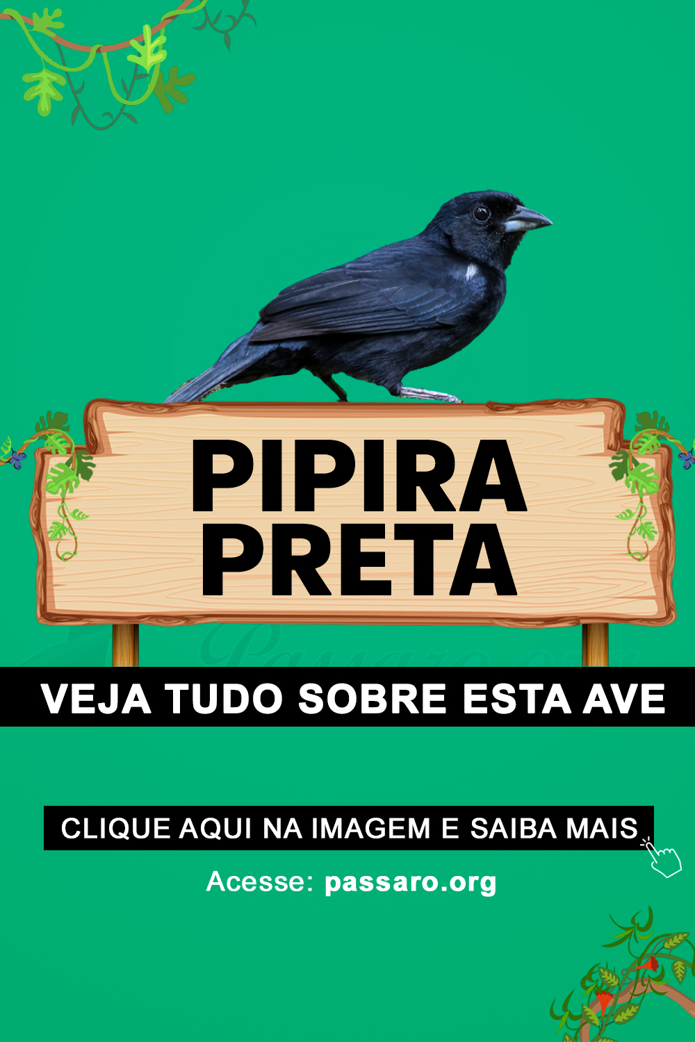 pipira preta