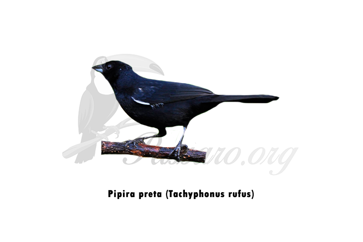 pipira preta - tachyphonus rufus