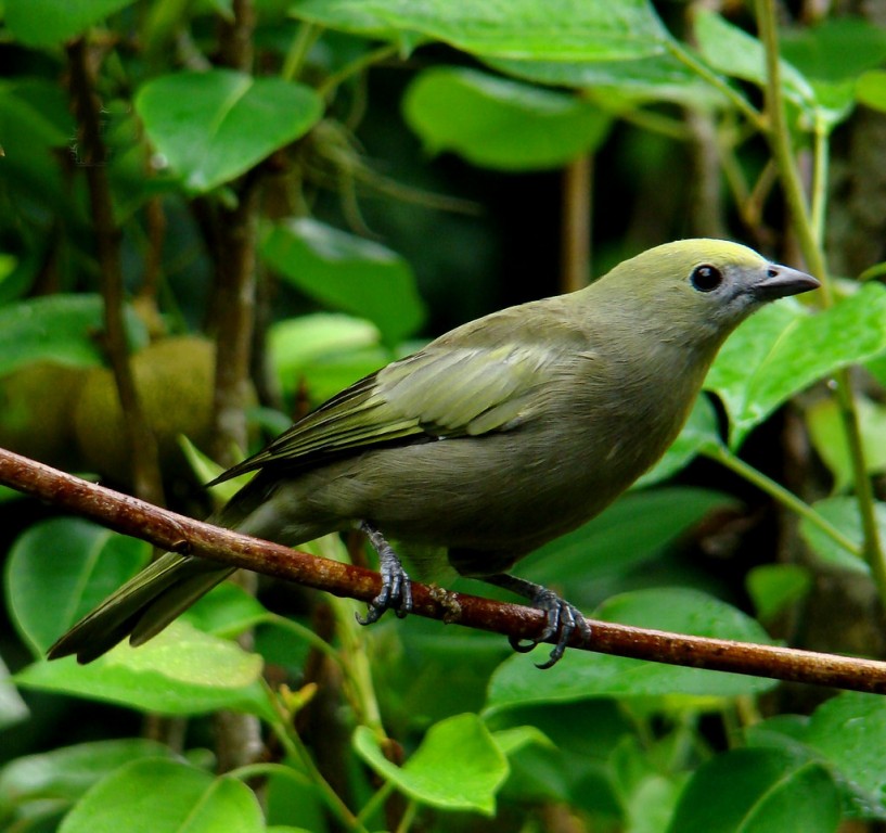 pipira verde