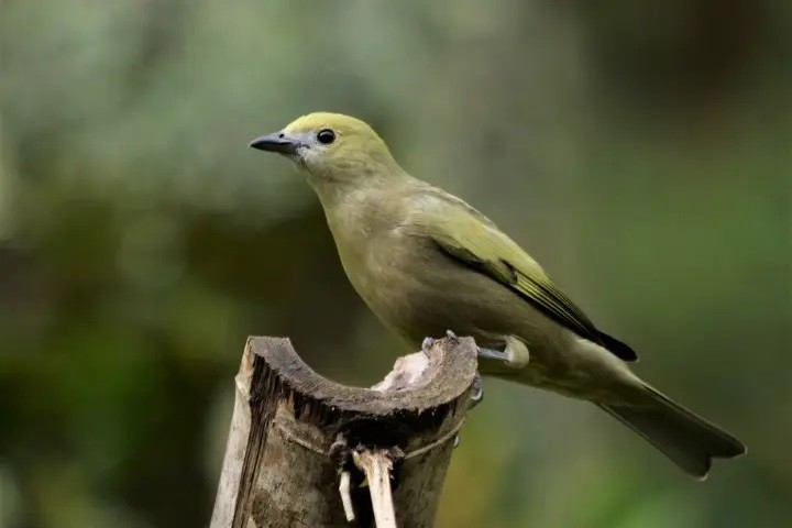 pipira verde