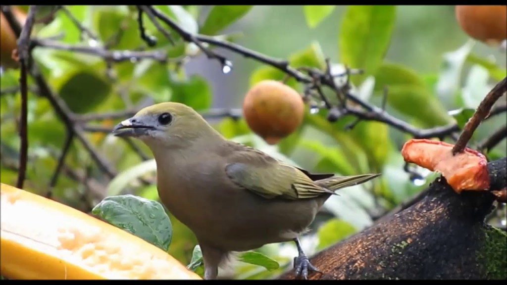 pipira verde