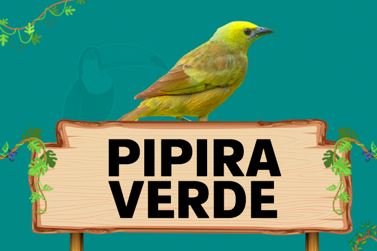 pipira verde