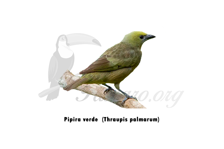 pipira verde - thraupis palmarum