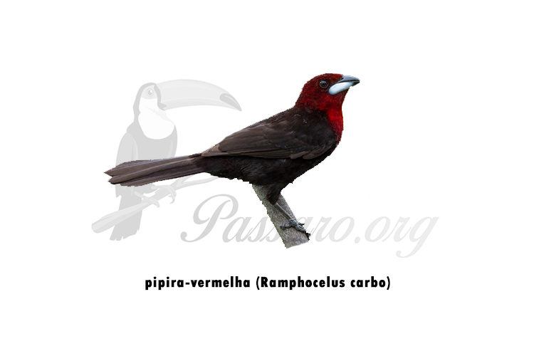 pipira vermelha - ramphocelus carbo