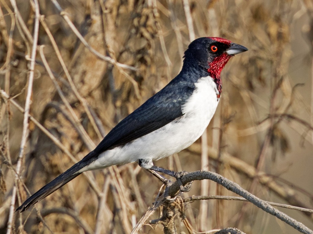 preco do cardeal-de-goias