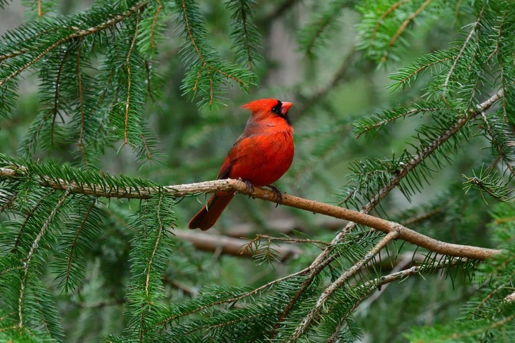 preco do cardeal vermelho americano