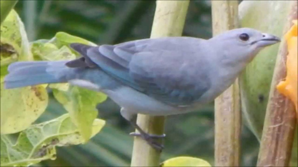 reproducao da pipira azul