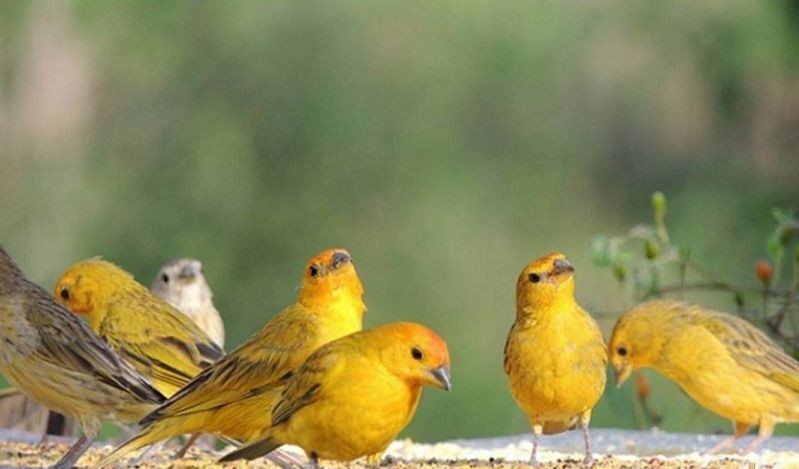 reproducao do canario belga amarelo