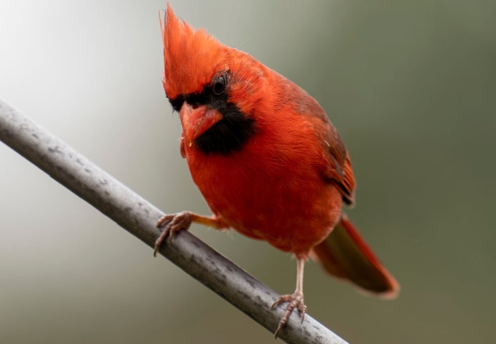 reproducao do cardeal vermelho americano