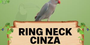 ring neck cinza