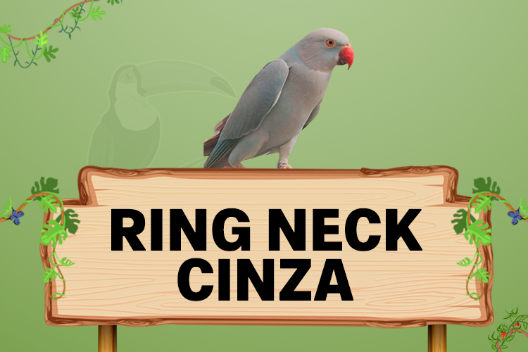 ring neck cinza