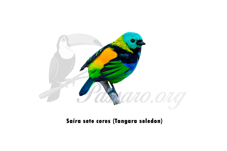 saira sete cores (tangara seledon)