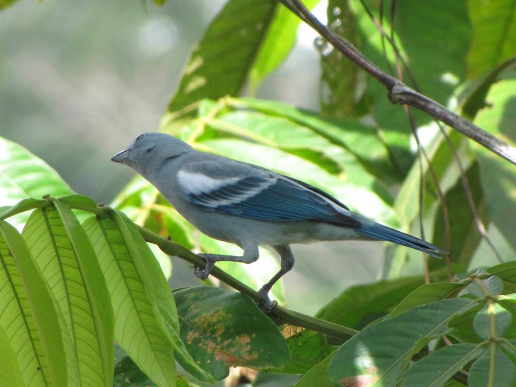 subespecies de pipira-da-amazanica
