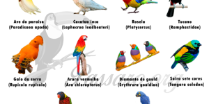 tipos de aves exoticas mais conhecidas no brasil