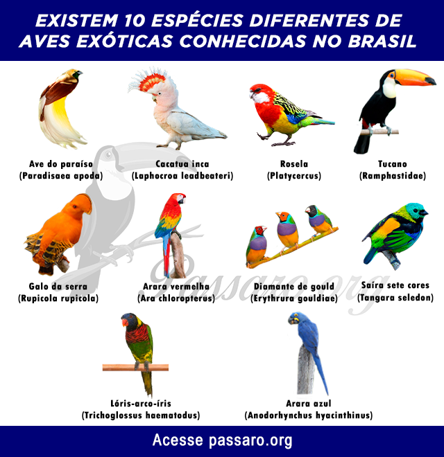 tipos de aves exoticas mais conhecidas no brasil