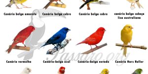 tipos de canario belga