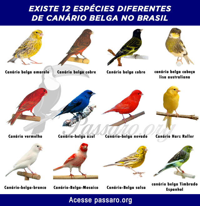 tipos de canario belga