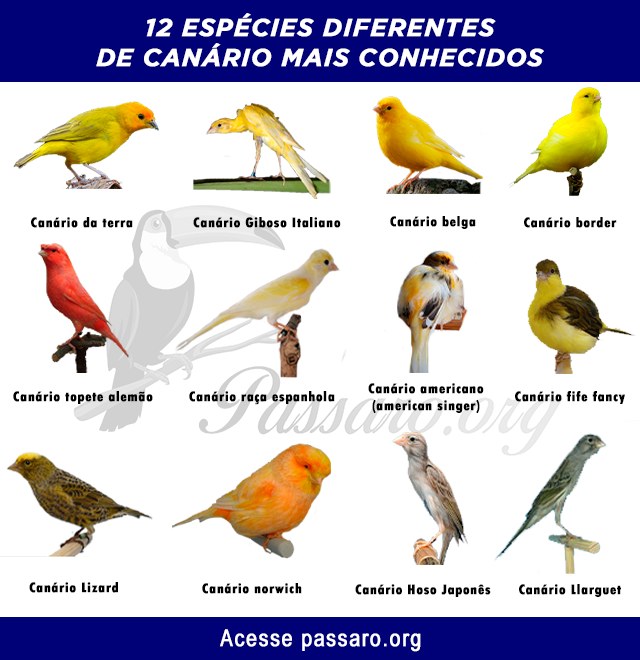 tipos de canario