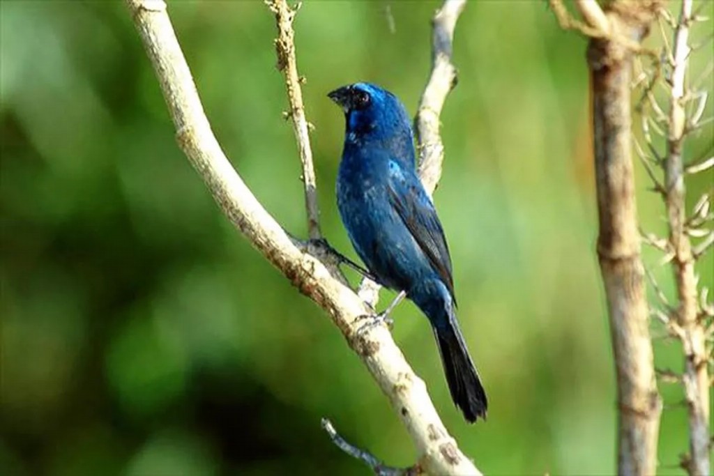 tipos de canto do azulao