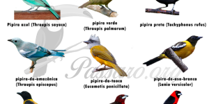 tipos de pipira