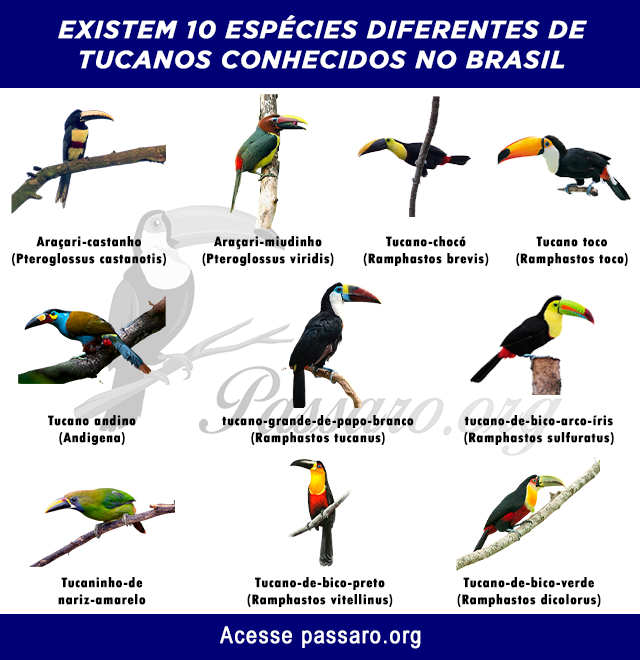 tipos de tucano