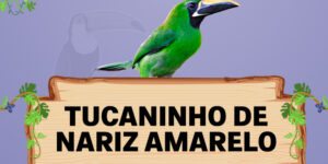 tucaninho de nariz amarelo