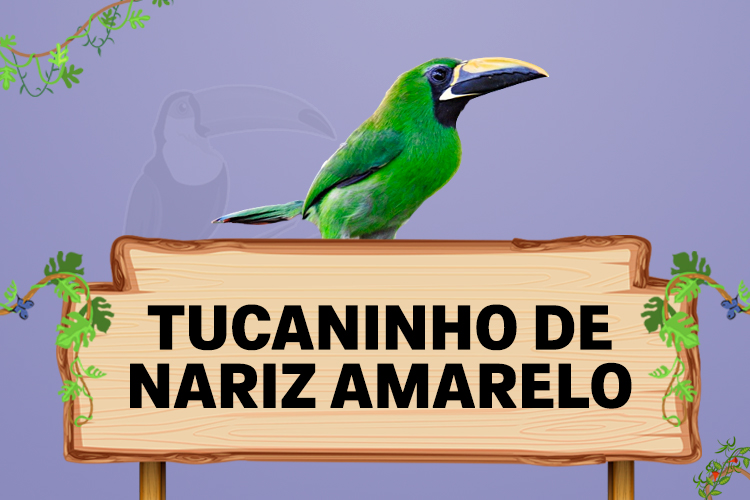 tucaninho de nariz amarelo