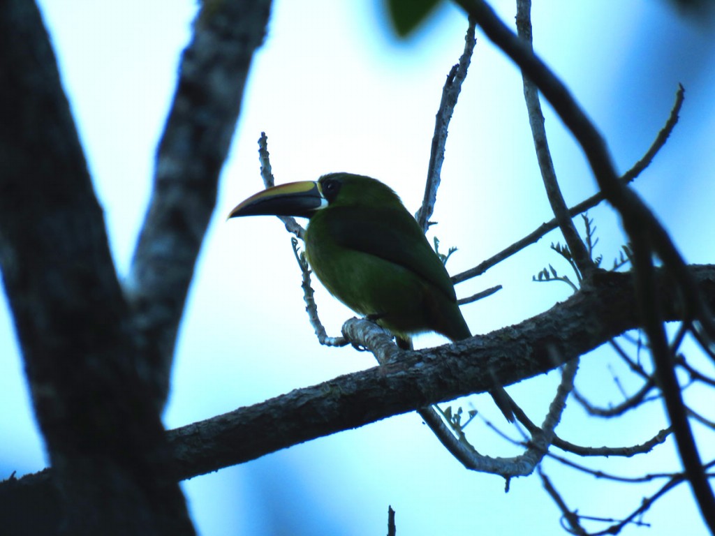 tucaninho-de-nariz-amarelo