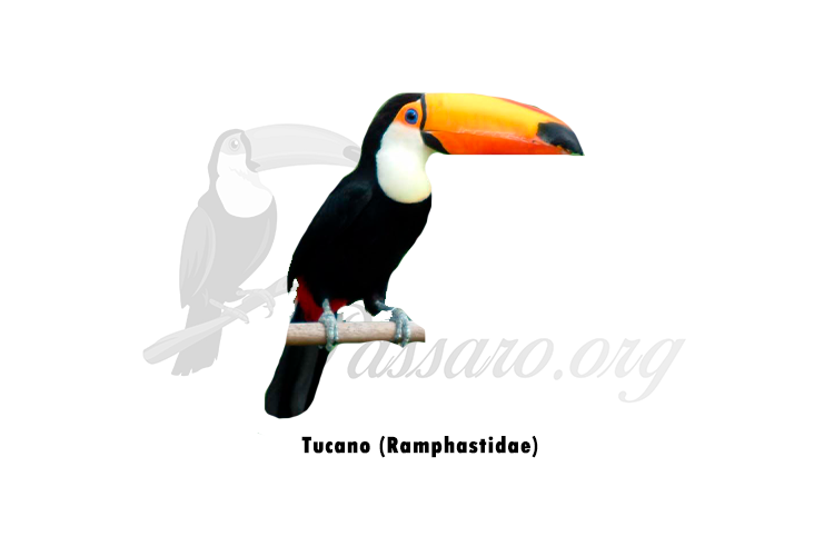 tucano (Ramphastidae)