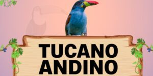 tucano andino