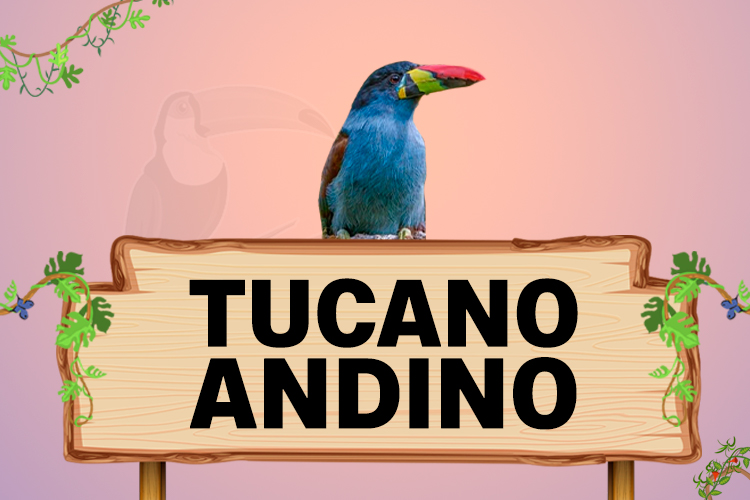 tucano andino