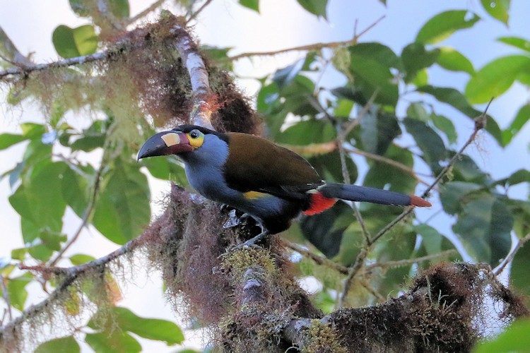 tucano andino 