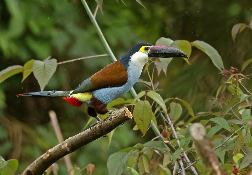 tucano andino 