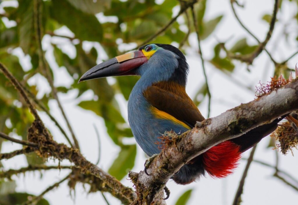 tucano andino 