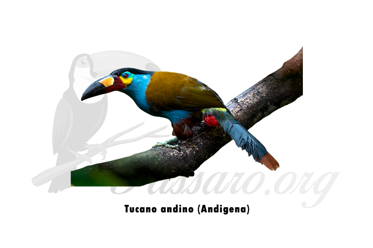tucano andino (andigena)