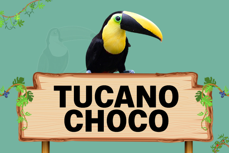 tucano choco