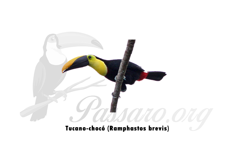 tucano-choco (ramphastos brevis)