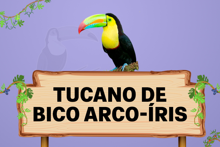 tucano de bico arco-iris