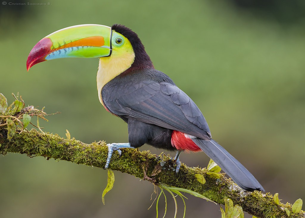 tucano-de-bico-arco-iris