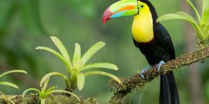 tucano-de-bico-arco-iris